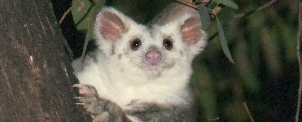 Drop everything and look at these newly discovered glider species from Australia