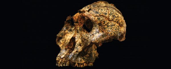 This extinct human ancestor evolved to cope with climate change, but didn't survive