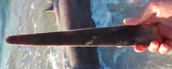 Grisly beach discovery reveals broken 'sword' that slayed an unlucky shark
