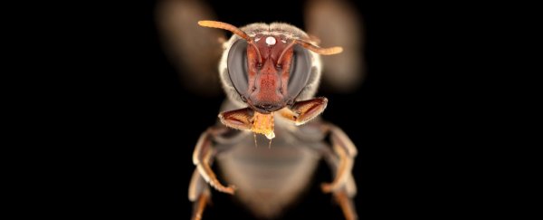 For the first time, scientists catch Australia's 'night bees' in action