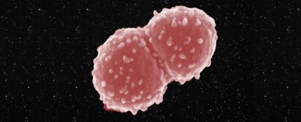 This bacterium survived on the outside of the space station for a whole damn year