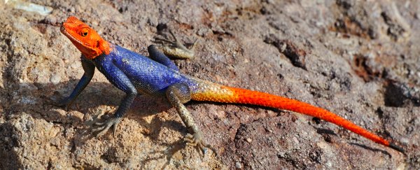 Duo of African lizards use different survival strategies to outwit the same predators