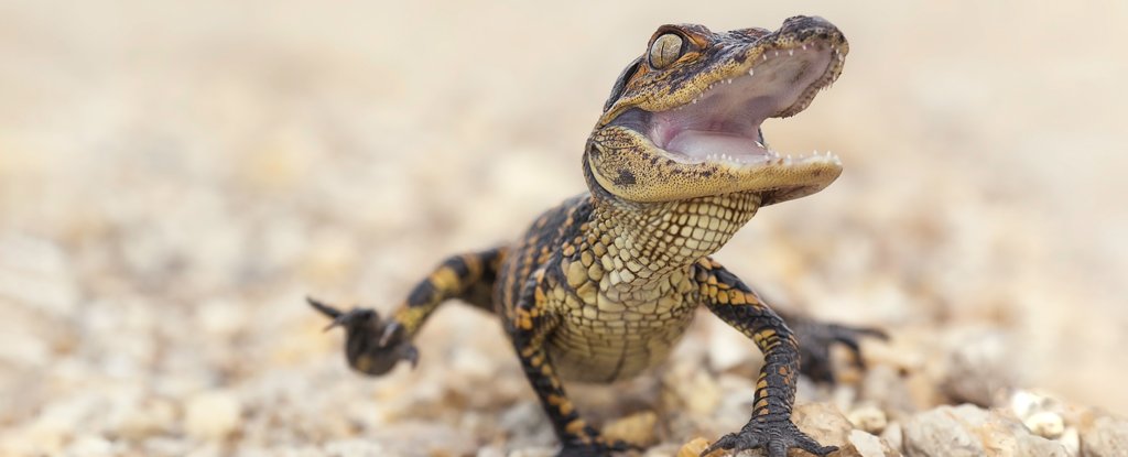 In an Unexpected Twist It Turns Out Alligators Can Regrow Their Tails Too - ScienceAlert