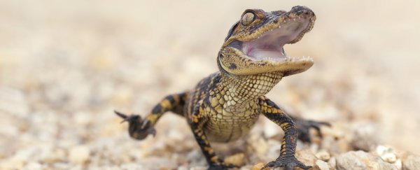 In an unexpected twist it turns out alligators can regrow their tails too