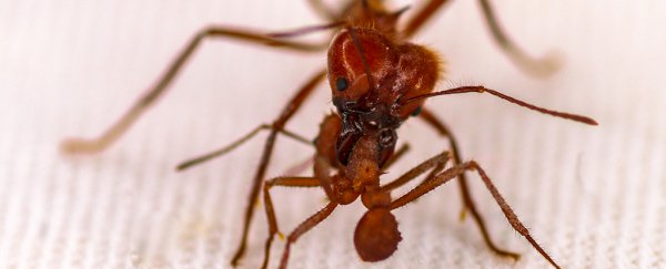 These ants suit up in a protective 'biomineral armor' never seen before in insects
