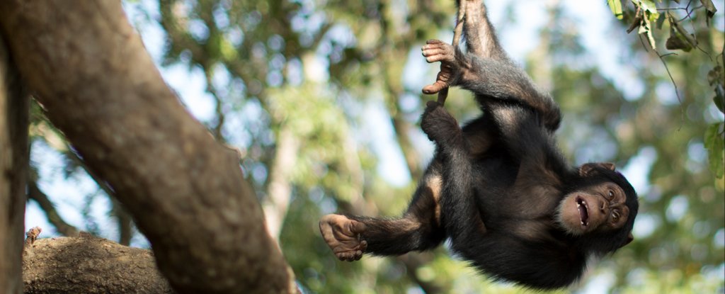 A baby chimp at the Chimpanzee Conservation Centre, Guinea. 