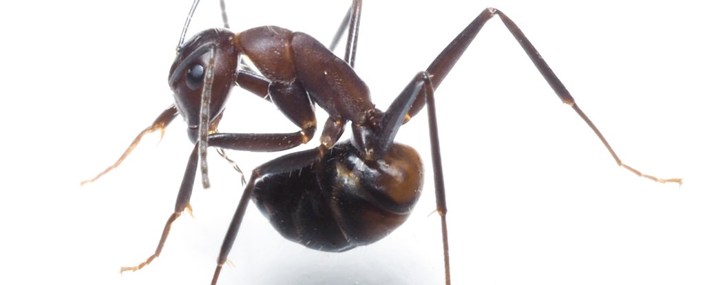 Camponotus nicobarensis trying to slurp formic acid from its acidopore. 