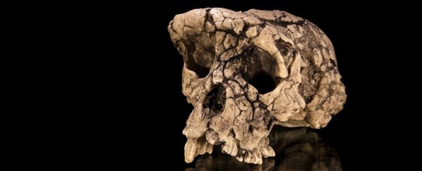 Controversial 7-million-year-old skull may not have been as human as we thought