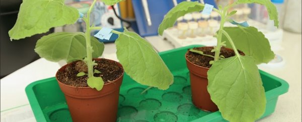 First-ever flu vaccine derived from tobacco plants just smashed clinical trials