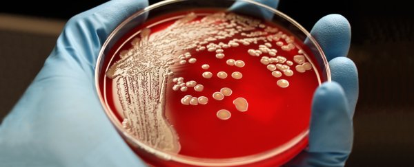 Scientists just discovered a whopping 12,000 new species of microbes