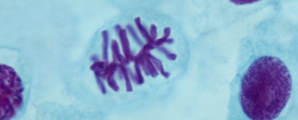 Chromosomes don't look the way you think. We now have a 3D image of the real thing