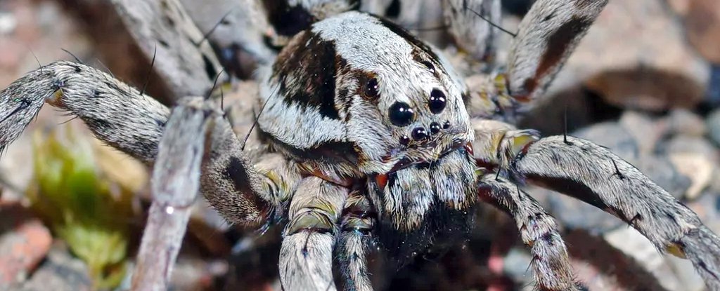 Great fox-spiders immobilize prey with venom that liquifies their internal organs. 