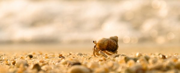 Thai hermit crabs are facing an unexpected housing crisis