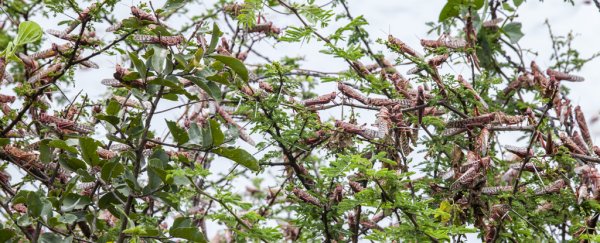 New models could help African countries stop locust swarms before they start