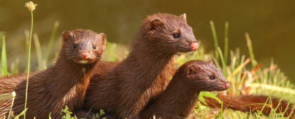 Over 100 infected Danish mink have escaped and could spread SARS-CoV-2 to wildlife