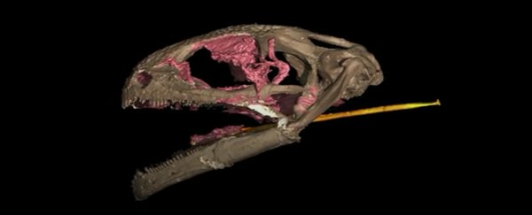 A teeny tiny amphibian had the earliest known example of a rapid-fire tongue