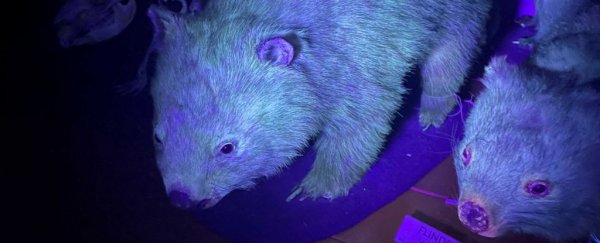 Stop everything - it turns out wombats also have biofluorescent fur