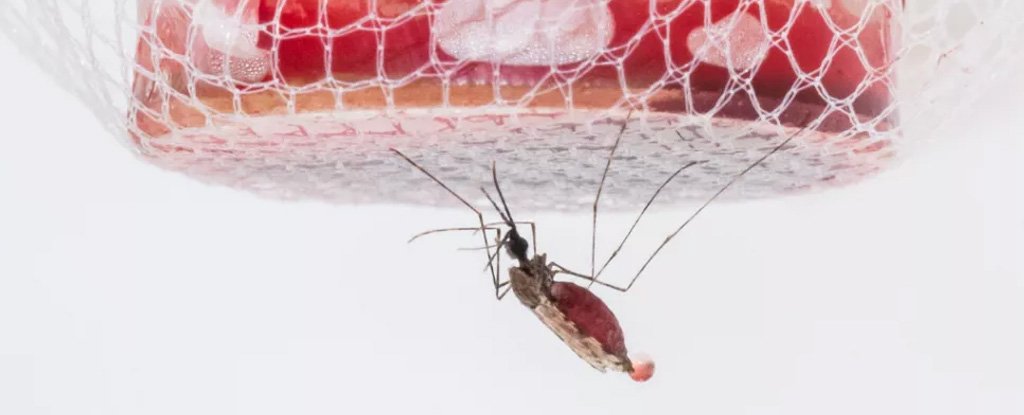 Mosquito on a feeding assay. 