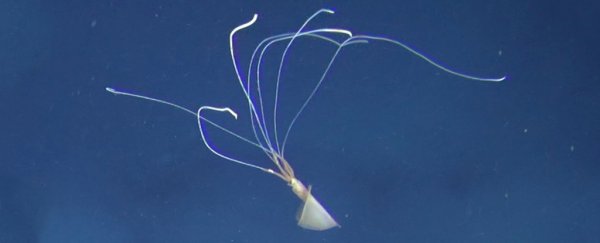 Eerie footage captures elusive deep-sea squid near Australia for the first time