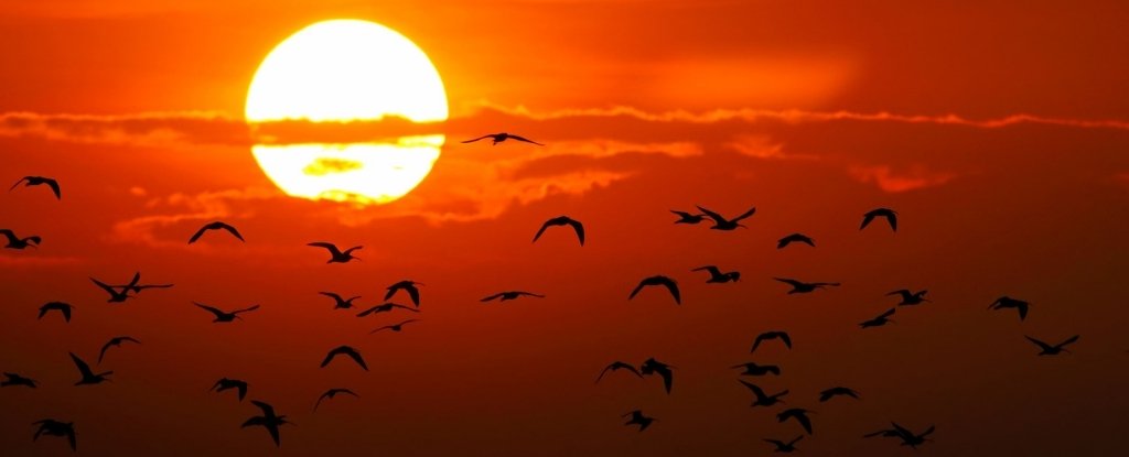 Birds Appear to Beat The Heat Stress of Climate Change Better Than We Thought - ScienceAlert