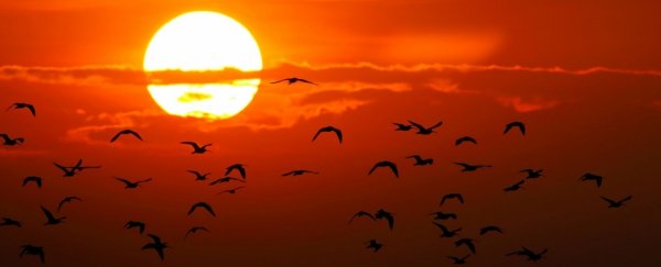 Birds appear to beat the heat stress of climate change better than we thought