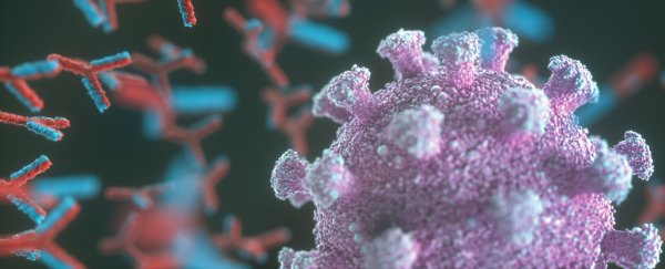 New evidence suggests COVID-19 immunity can last 6 to 8 months after infection