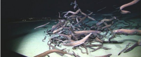 Massive swarm of eels is the most fish ever recorded at the bottom of the ocean