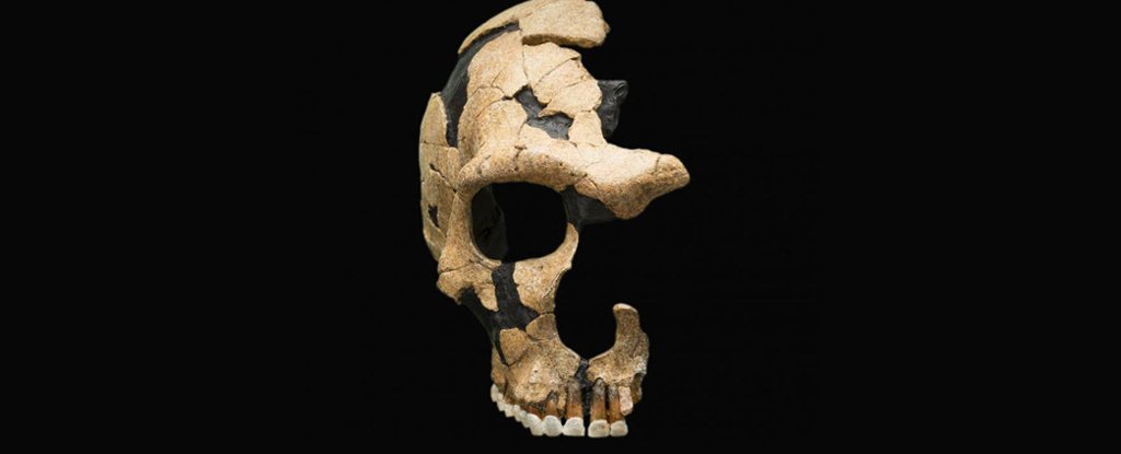 The Saint-Césaire Neanderthal skull suffered a blow that split the skull. 