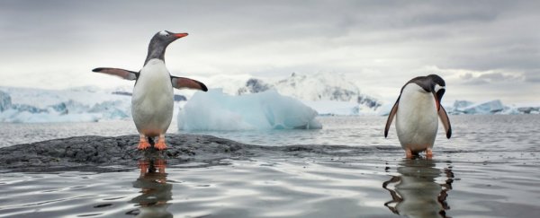 The Gentoo penguin is actually four distinct species we mistook for one
