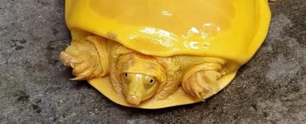 What's the deal with this ridiculous yellow turtle found in India?