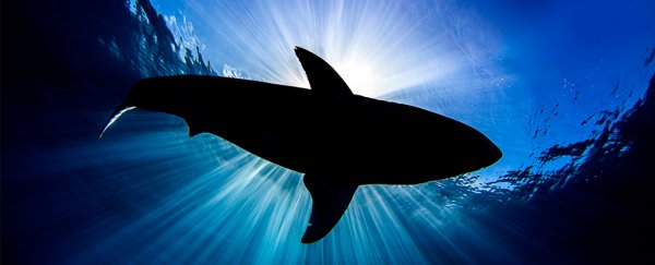 Great White Sharks Are Disappearing From Cape Town. A Predator Might Be To Blame