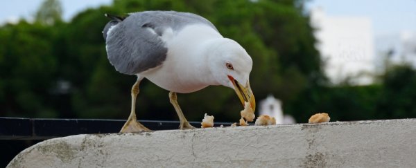 Gulls work out the timing of school lunch breaks so they can steal food