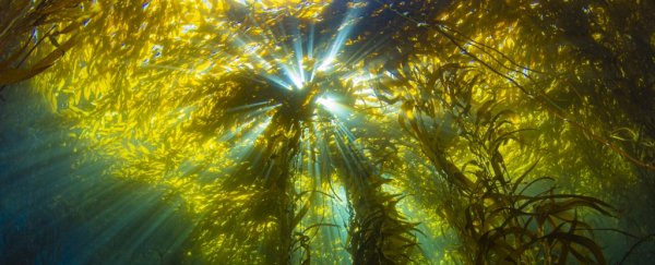 The World's Oldest Evidence of Animals Might Be From A Very Different Organism