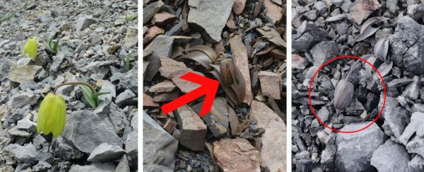 These medicinal plants have evolved an ingenious way to hide from their predators: us