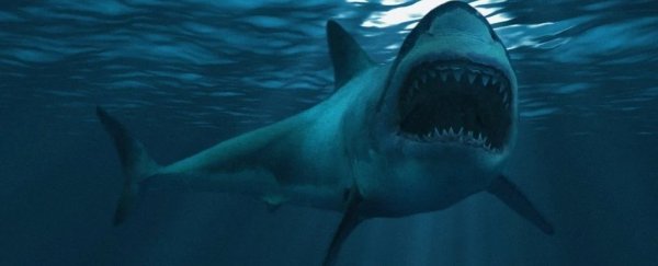 What sealed the fate of the giant megalodon? Its ancient teeth may reveal the answer