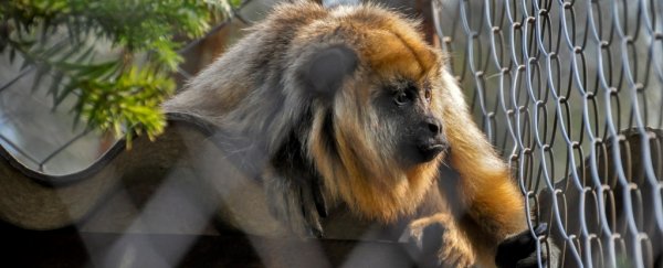 Some zoo monkeys prefer traffic sounds to the natural noise of a jungle