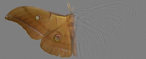 Moth wings have evolved a rare 'metastructure' we've been trying to make in the lab
