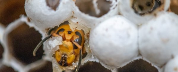 200 queens found in single 'murder hornet' nest destroyed by US authorities