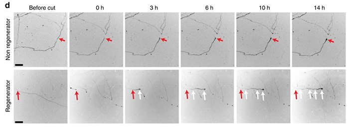 nerves regenerating in a dish nature