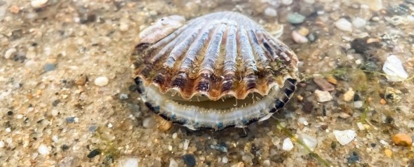 Heavy Metal Pollution is weakening scallop shells and threatening their survival