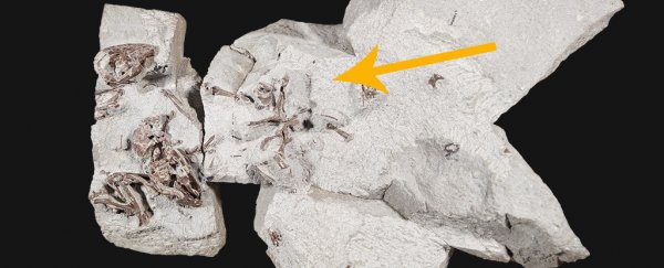 Scientists just found the earliest evidence of social behaviour in mammals