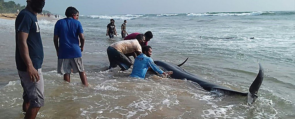 Sri Lankan volunteers try to push back a stranded short-finned pilot whale. 