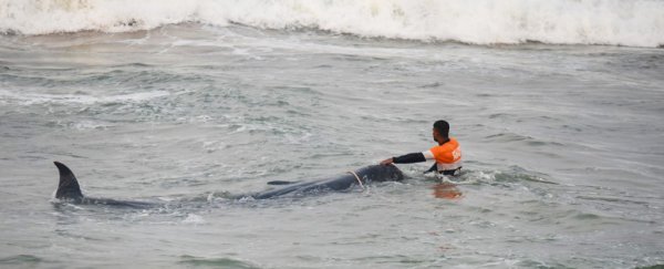 Tireless volunteers and navy in Sri Lanka just saved 120 whales from stranding