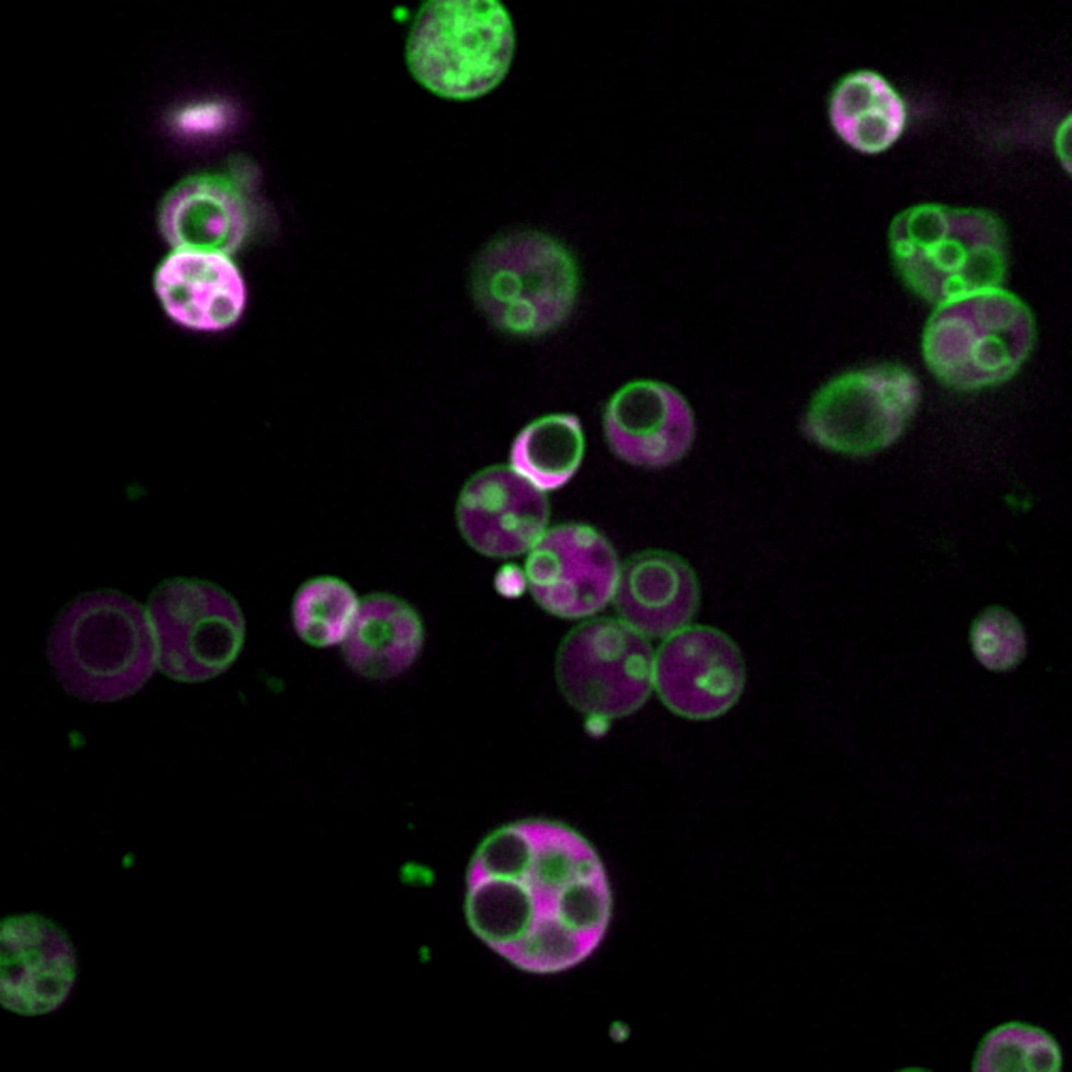 1204 PEROXISOME sq lg