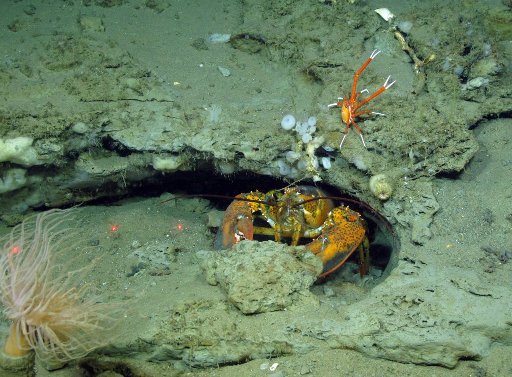 American lobster and squat lobster at Baltimore Canyon CREDIT STEVE ROSS