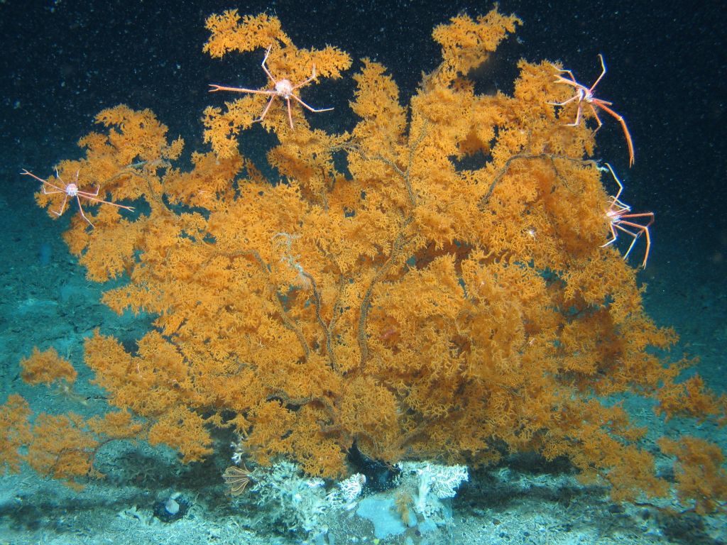 Black coral and crabs at the ROCKALL BANK CREDIT UNIVERSITY OF EDINBURGH