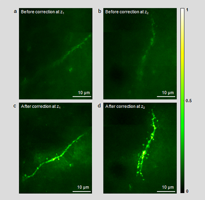 Neural networks before and after image processing by aberration correction algorithm. (Yoon et al, Nature Communications, 2020)