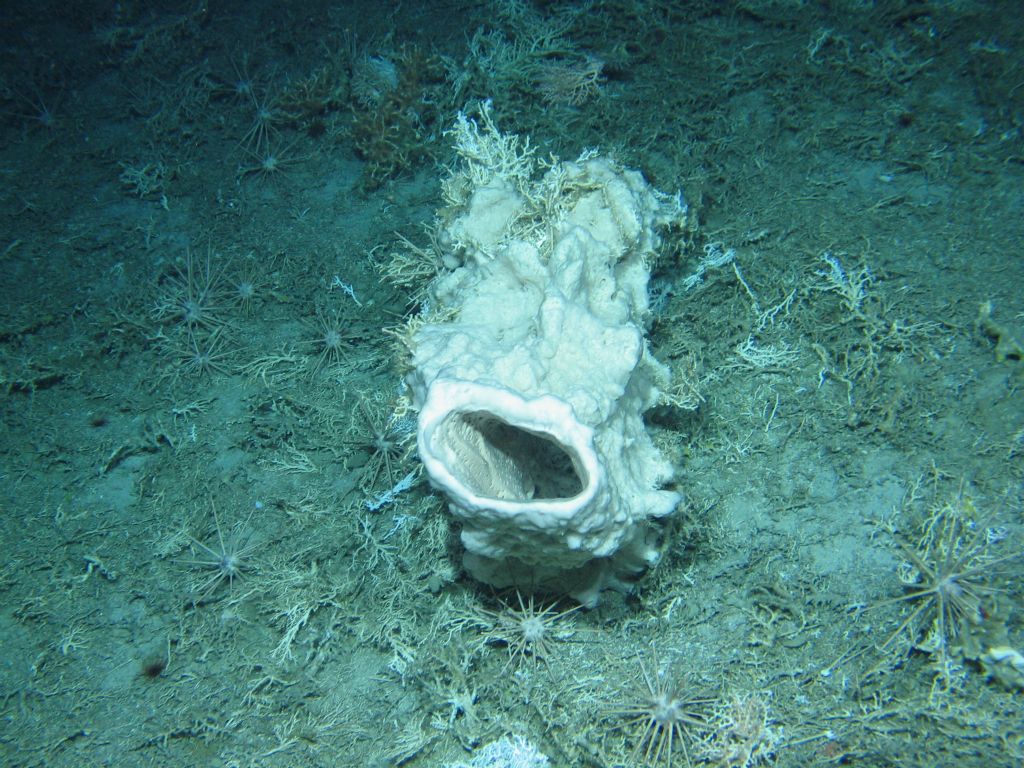 Sponge and sea urchins at the ROCKALL BANK CREDIT UNIVERSITY OF EDINBURGH