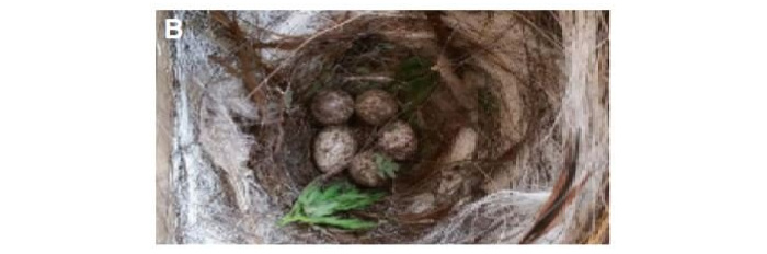 nest with wormwood