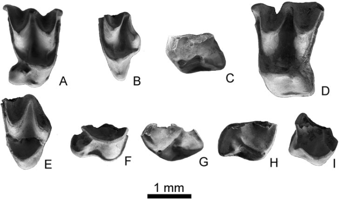 new bat teeth